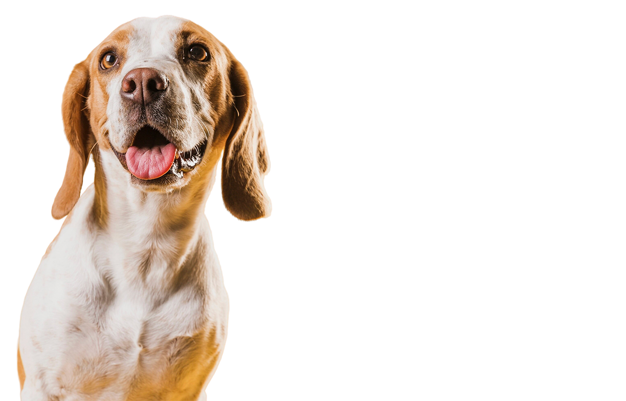 ¿QUÉ <br>NOS HACE <br>DIFERENTES?