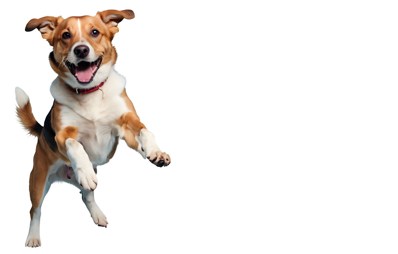 HUESOS,<br>DESHIDRATADOS,<br>STICKS Y MUCHO<br>MÁS