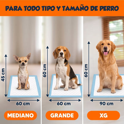 Pack Entrenamiento Completo